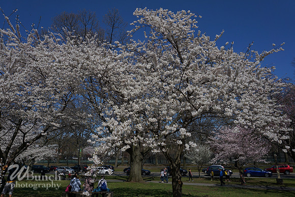Cherry Blossom Festival 2019 @ Branch Brook Park, 041319 - WBunchphotography (44)