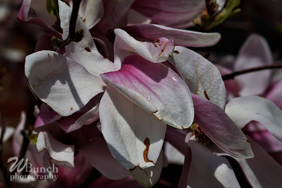 Cherry Blossom Festival, 04-13-19  - Branch Brook Park - WBunchphotography (13)