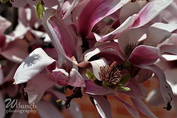 Cherry Blossom Festival, 04-13-19  - Branch Brook Park - WBunchphotography (15)