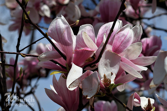 Cherry Blossom Festival, 04-13-19  - Branch Brook Park - WBunchphotography (19)
