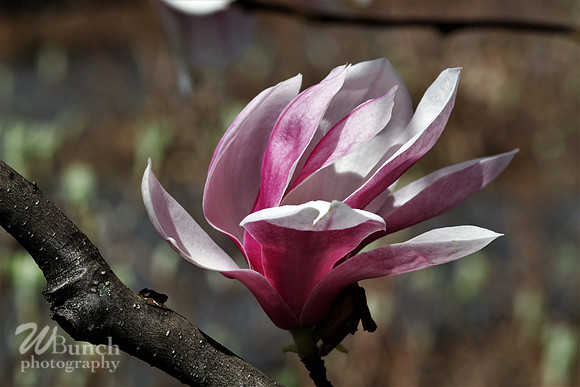 Cherry Blossom Festival, 04-13-19  - Branch Brook Park - WBunchphotography (22)