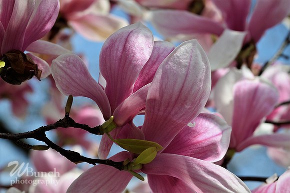 Cherry Blossom Festival, 04-13-19  - Branch Brook Park - WBunchphotography (25)