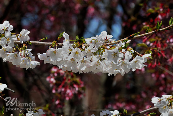Cherry Blossom Festival, 04-13-19  - Branch Brook Park - WBunchphotography (33)