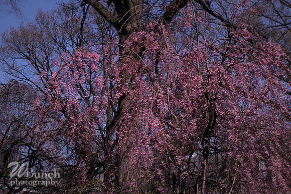 Cherry Blossom Festival, 04-13-19  - Branch Brook Park - WBunchphotography (41)
