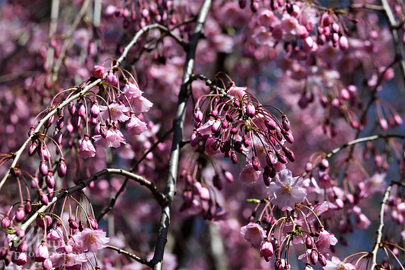 Cherry Blossom Festival, 04-13-19  - Branch Brook Park - WBunchphotography (46)