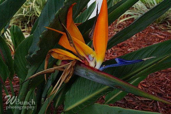 Key West Floridia 07-01-19 , A full day - WBunchphotography (265)