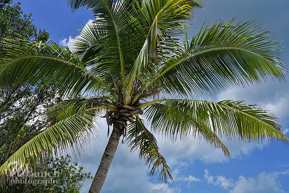 Key West Floridia 07-01-19 , A full day - WBunchphotography (315)