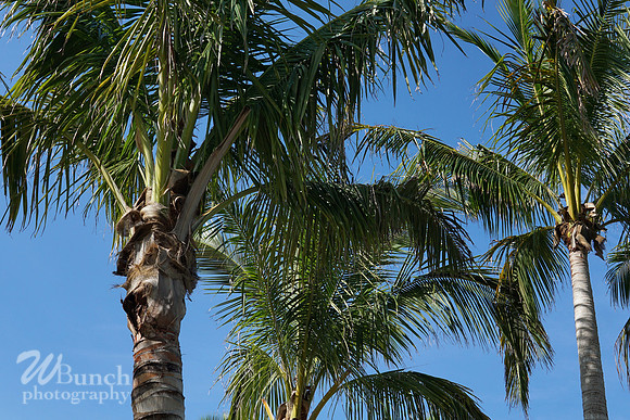 Key West Photo Shoot 07-04-19, WBunchphotography (37)