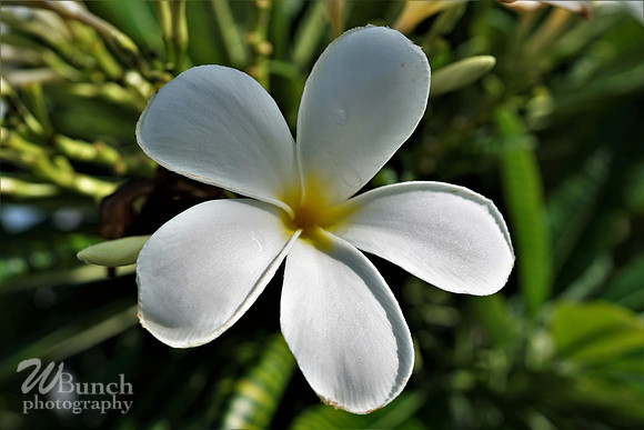 Key West Photo Shoot 07-04-19, WBunchphotography (63)