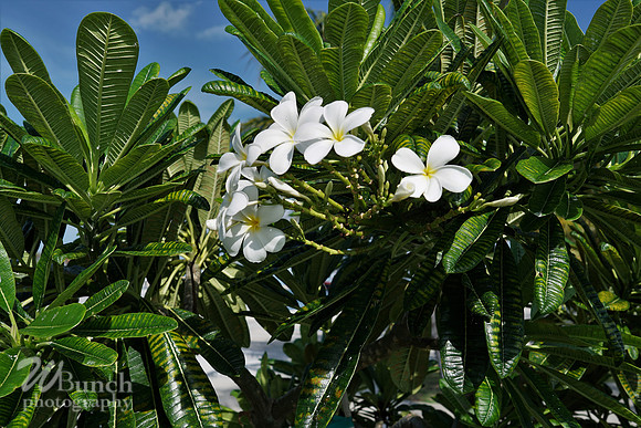 Key West Photo Shoot 07-04-19, WBunchphotography (64)