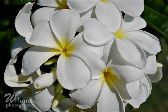 Key West Photo Shoot 07-04-19, WBunchphotography (68)