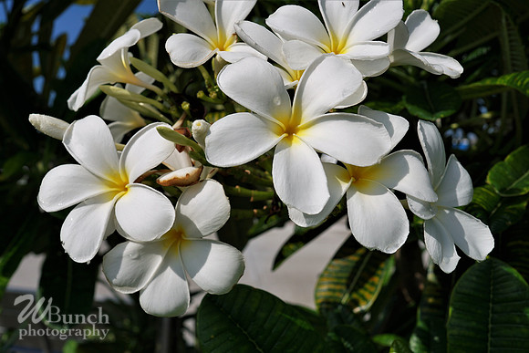 Key West Photo Shoot 07-04-19, WBunchphotography (74)