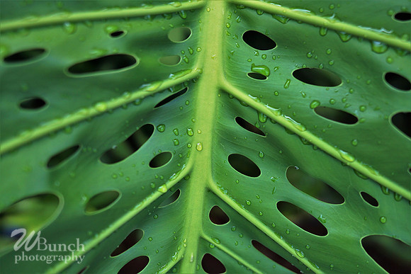Key West Photo Shoot 07-04-19, WBunchphotography (141)