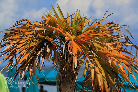 Hyatt Residence Club & Fort Zachary Taylor Beach 07-02-19, WBunchphotography (90)