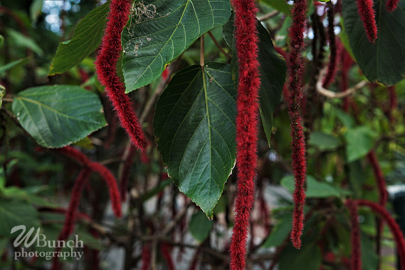 Key West 07-03-19, The Resort, Lighthouse, Mallory Sq. - & Sunset, WBunchphotography (61)