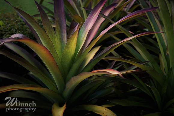 Vacation Hyatt Residence Club, Windwood Pointe, Key West Fl. 06-30-19- WBunchphotograohy (23)