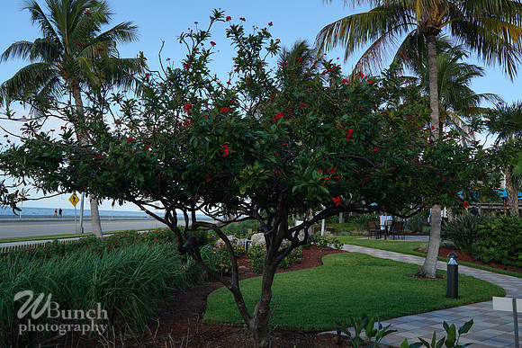Vacation Hyatt Residence Club, Windwood Pointe, Key West Fl. 06-30-19- WBunchphotograohy (69)