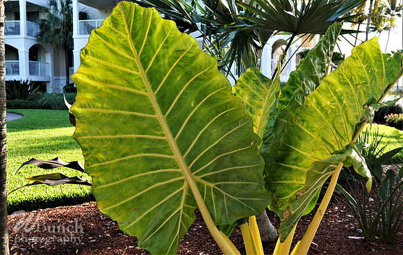 Vacation Hyatt Residence Club, Windwood Pointe, Key West Fl. 06-30-19- WBunchphotograohy (84)