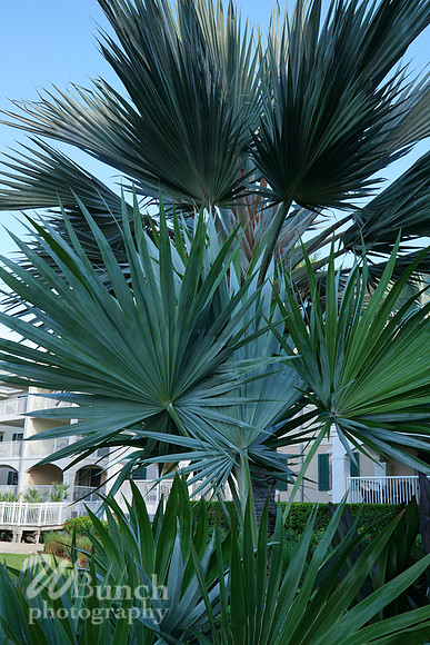 Vacation Hyatt Residence Club, Windwood Pointe, Key West Fl. 06-30-19- WBunchphotograohy (93)
