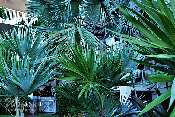 Vacation Hyatt Residence Club, Windwood Pointe, Key West Fl. 06-30-19- WBunchphotograohy (96)