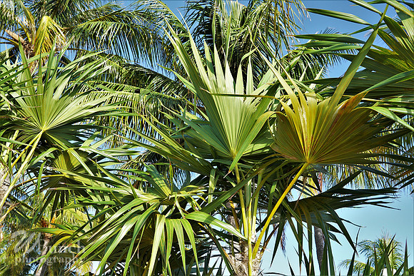 Vacation Hyatt Residence Club, Windwood Pointe, Key West Fl. 06-30-19- WBunchphotograohy (110)