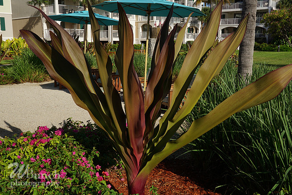 Vacation Hyatt Residence Club, Windwood Pointe, Key West Fl. 06-30-19- WBunchphotograohy (125)