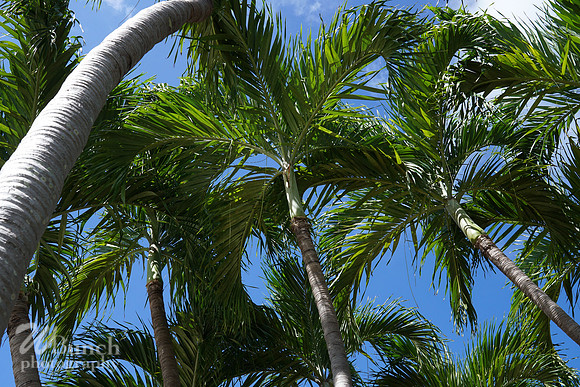 Vacation Hyatt Residence Club, Windwood Pointe, Key West Fl. 06-30-19- WBunchphotograohy (208)
