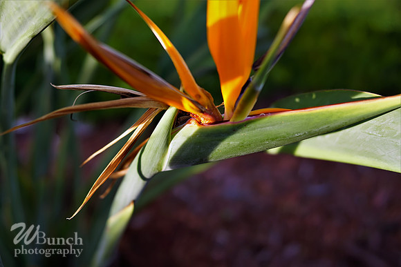 Vacation Hyatt Residence Club, Windwood Pointe, Key West Fl. 06-30-19- WBunchphotograohy (373)