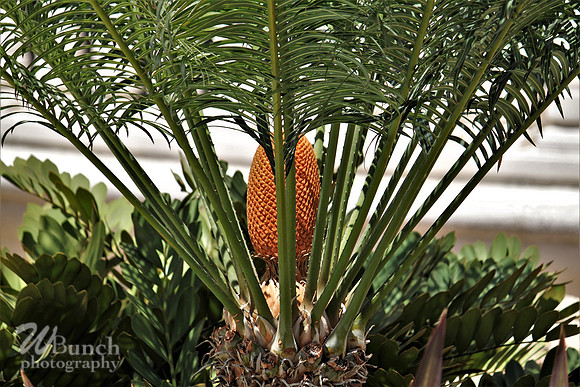 Cabo San Lucus - 06-22-11, WBunchphotography (653)