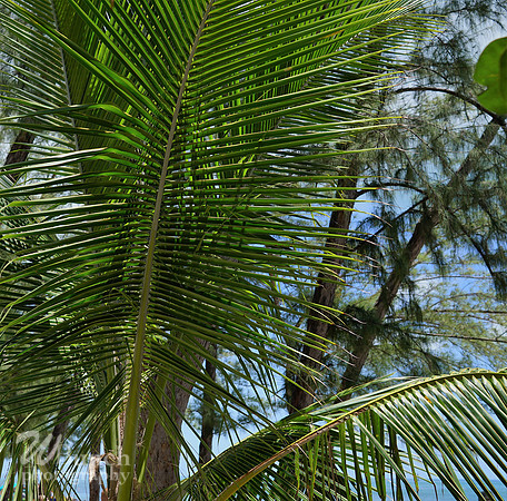 Key West Floridia 07-01-19 , A full day - WBunchphotography (357)