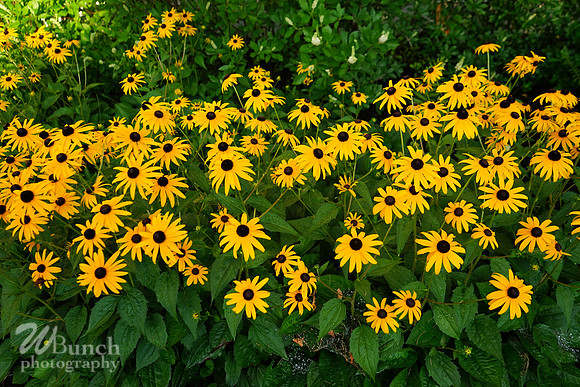 Green Mountains Suites, Waterfront Park,Church Street, Burlington, Vt. 7-30-20, WBunchphotography (11)