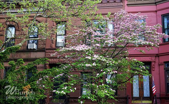Decatur St.,Macdonough St. & Macon - Bklyn. N.Y. 05-07-20 - WBunchohotography  (3)