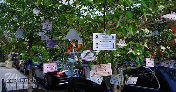 Decatur St.,Macdonough St. & Macon - Bklyn. N.Y. 05-07-20 - WBunchohotography  (8)