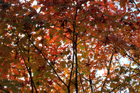 Prospect Park, Bklyn. N.Y.