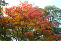 Prospect Park, Bklyn. N.Y.
