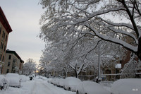 Macdonough Street, Blkyn. New York