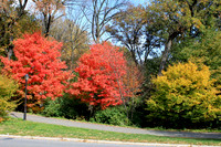 Prospect Park, Bklyn. N.Y.